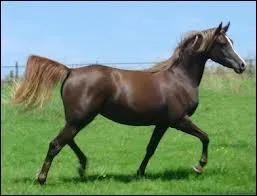 Quelle est la couleur de la robe ?