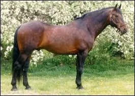 Quelle est la robe du cheval ?