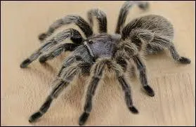 Quelle est la particularit� de cette araign�e ?