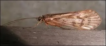 Qu'est-ce qu'un phrygane ?