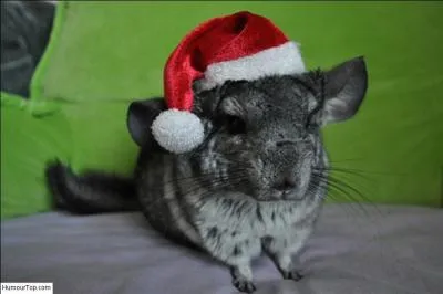 Ce lapin est dguis en pre Nol !