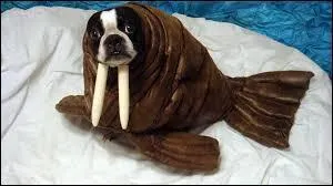 Ce chien, lui, est dguis en lphant de mer !
