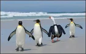 Sur cette photo, tu peux voir trois manchots et un canard !