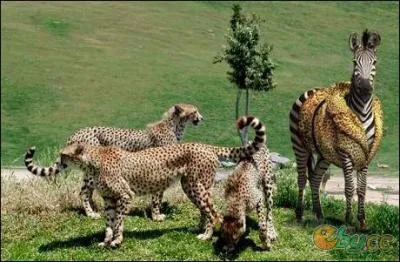C'est une premire mondiale, au zoo de Vincennes, on vient de russir  croiser une femelle gupard et un zbre mle !