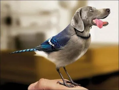Dans cet animal bizarre, le corps est celui d'un oiseau, un geai bleu !