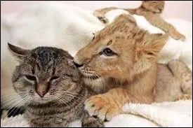 Comme tu peux le voir, il y a des chats domestiques sur la photo !