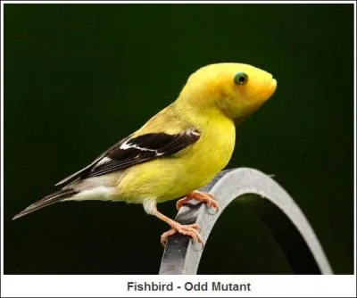 Cet oiseau bizarre vient d'tre dcouvert en Amazonie, il a une particularit, il n'a pas de bec !