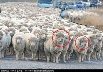 Les deux moutons entours en rouge sont des bliers !