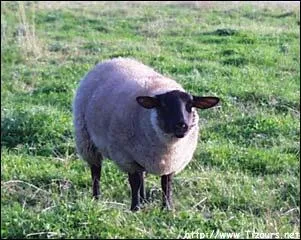 Quel est cet animal ?