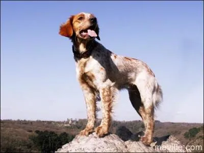 Quel est cet animal ?