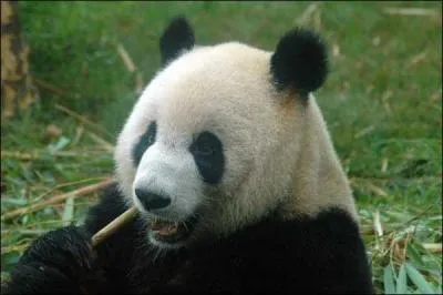 Quel est cet animal ?