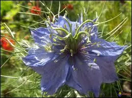 Quelle est cette fleur ?