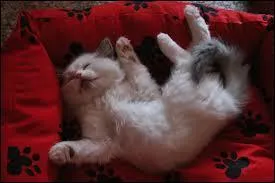 Quel est le nom de la race de ce chat qui en franais signifie :  Poupe de chiffon  ?