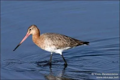 Quel est cet oiseau ?
