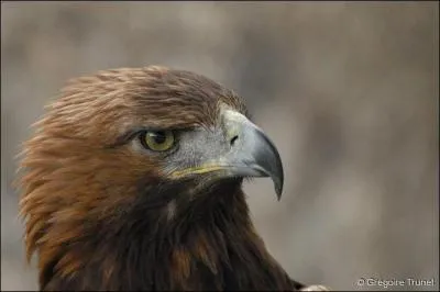 Quel est cet oiseau ?