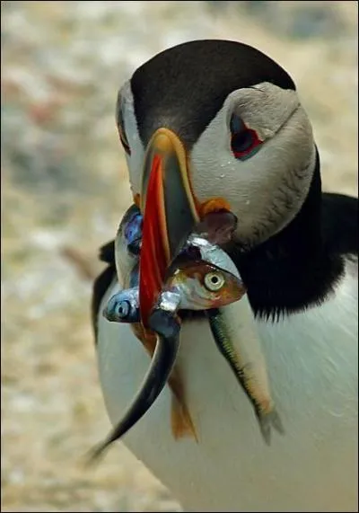 Quel est cet oiseau ?