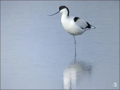 Quel est cet oiseau ?