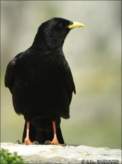 Quel est cet oiseau ?