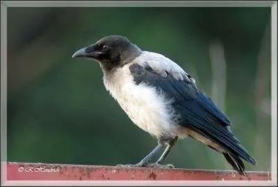 Quel est cet oiseau ?