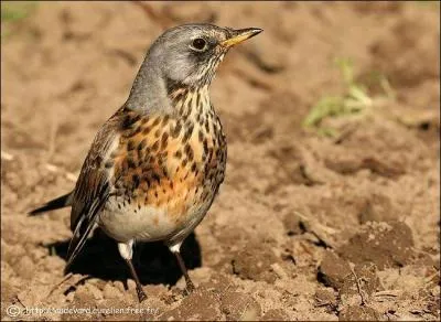 Quel est cet oiseau ?