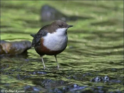 Quel est cet oiseau ?