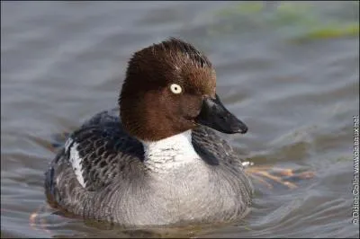 Quel est cet oiseau ?