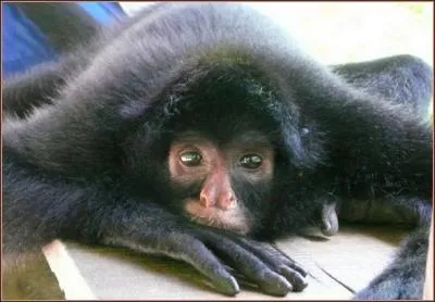 Bien entendu, les Amriques n'y chappent pas, les primates tels que celui de la photo, mais pas seulement, sont en grand danger d'extinction, le reconnaissez-vous ?