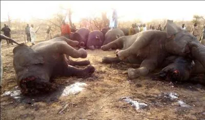 Qu'il soit d'un continent ou d'un autre, lui aussi est presque condamn !