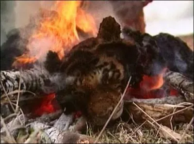 Partout dans le monde, le massacre continue, la plupart du temps au nez et  la barbe des autorits, quand ce n'est pas avec leur bienveillante assistance, d'aprs vous, quel est cet animal brl par des gardes forestiers ?