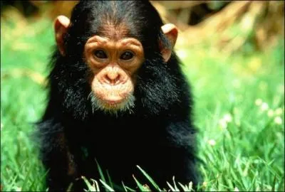 Lui aussi est en danger d'extinction, si rien n'est fait, il aura disparu des forts africaines d'ici 2050 !