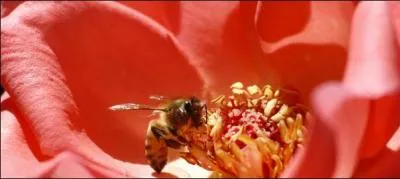 Et ne pensez pas que notre pays soi-disant civilis soit exempt de tout reproche, en France aussi beaucoup d'animaux disparaissent , surtout chez les insectes, et la disparition de celui-ci est trs inquitante !