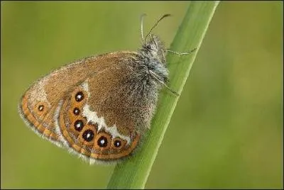 Moins dangereux pour le monde (quoique ? ) mais consternant, cet insecte disparat galement de notre pays, de faon inluctable, est-il encore temps d'y remdier, je l'ignore !