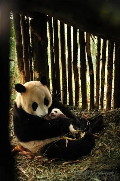 Il est le symbole de la protection animalire et du WWF, consternant si l'on songe qu'il en reste environ un millier dans toute la Chine !