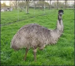 Quel est cet animal ?