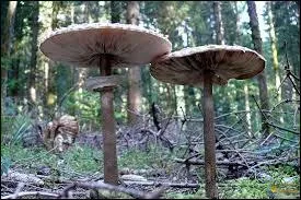 Quel est ce champignon ?