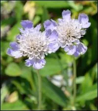 Quelle est cette fleur ?