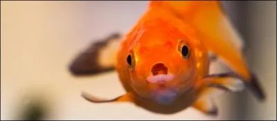 Faites le compte des poissons du chteau, vous verrez qu'il y en a un de plus, c'est la mienne !