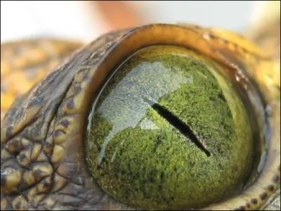 A qui appartient cet oeil?