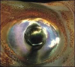 A qui appartient cet oeil?