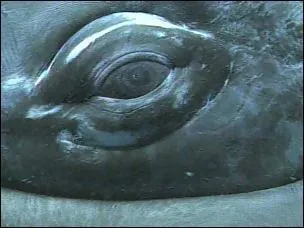 A qui appartient cet oeil?