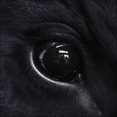 A qui appartient cet oeil?