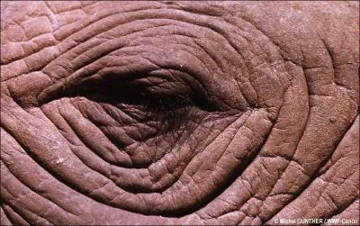 A qui appartient cet oeil?