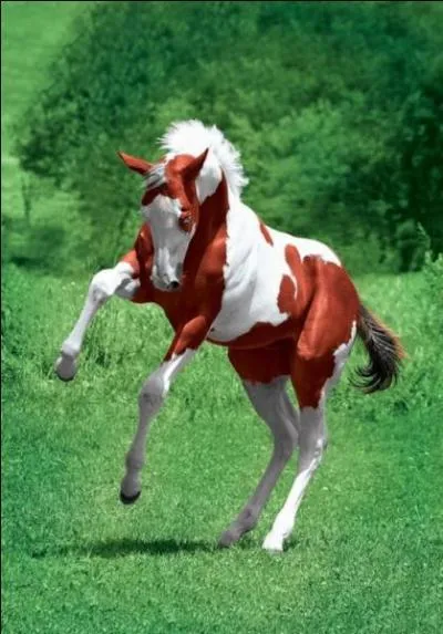 Il comprend 3 disciplines...