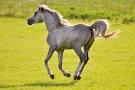 Quiz Galop 3