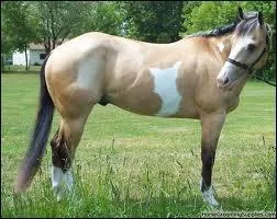 Quelle est la robe de ce cheval ?