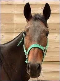 Peut-on aborder le cheval s'il a les oreilles vers l'avant et le regard confiant ?