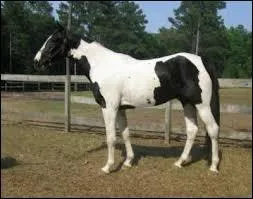 Quelle est la robe de ce cheval ?