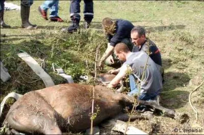 Les pompiers donnent les premiers soins  un animal, le reconnaissez-vous ?