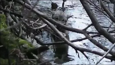 Il tait en train de se noyer lorsque les sauveteurs l'ont aperu !