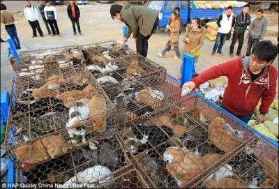Dcouverts dans un camion dont le chauffeur dclarait qu'il transportait des lapins, 500 chats, transports dans des conditions terribles, sans eau ni nourriture, taient destins  finir dans des assiettes, ils ont t sauvs in-extremis ...